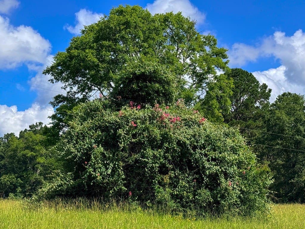 42.5 acres in Texas County - photo 46