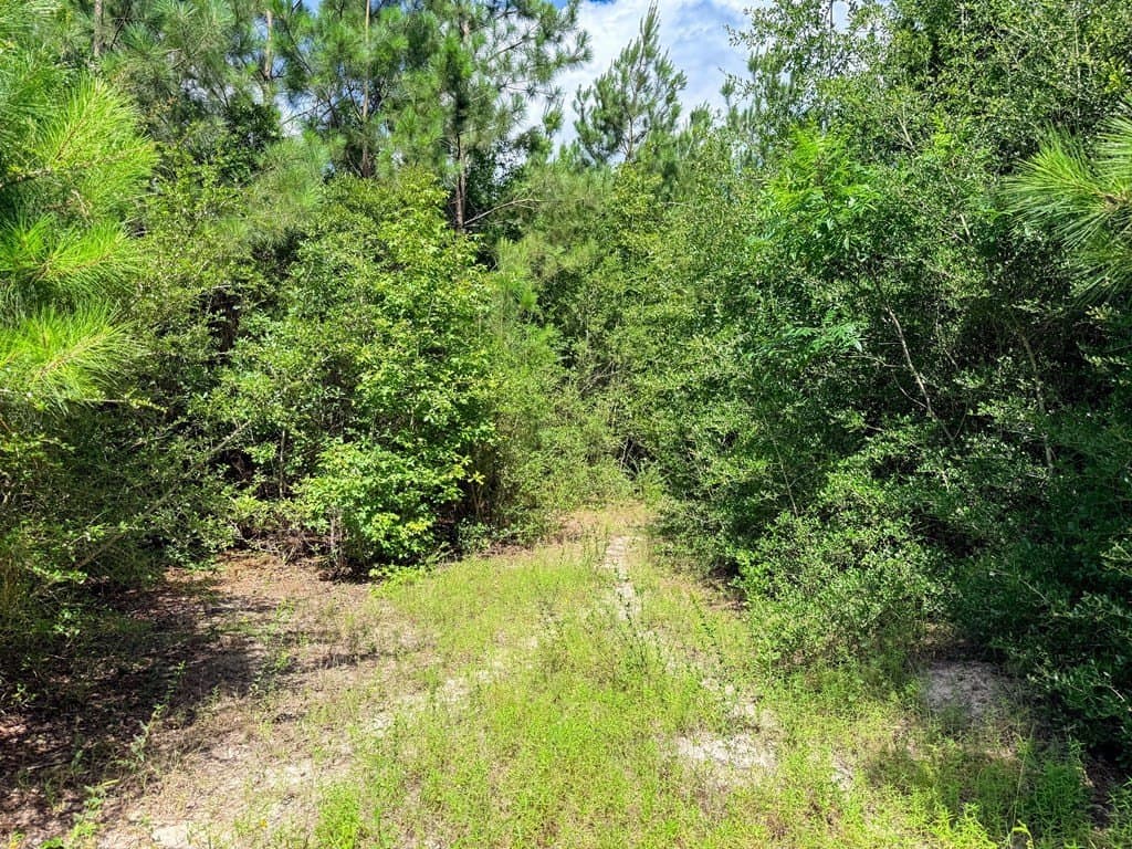 42.5 acres in Texas County - photo 69
