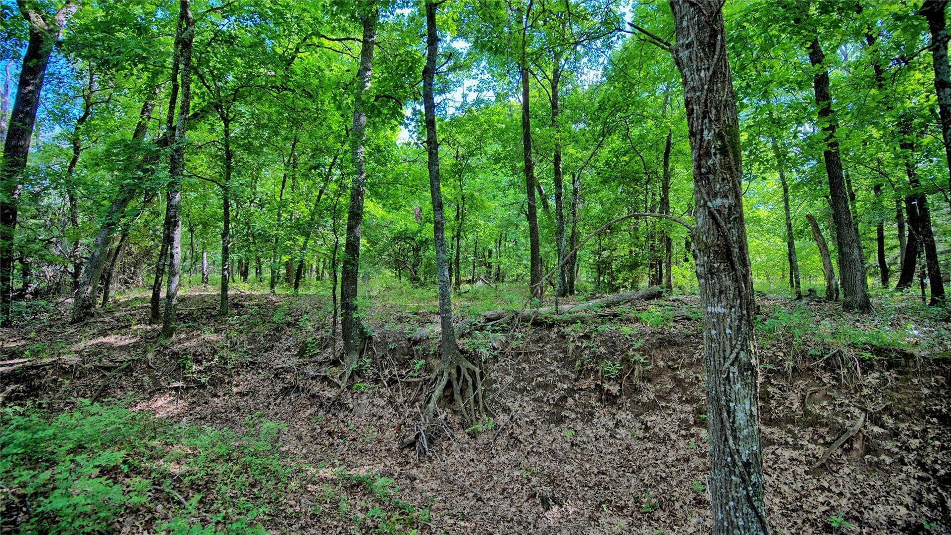 2.01 acres in Montague County - photo 17