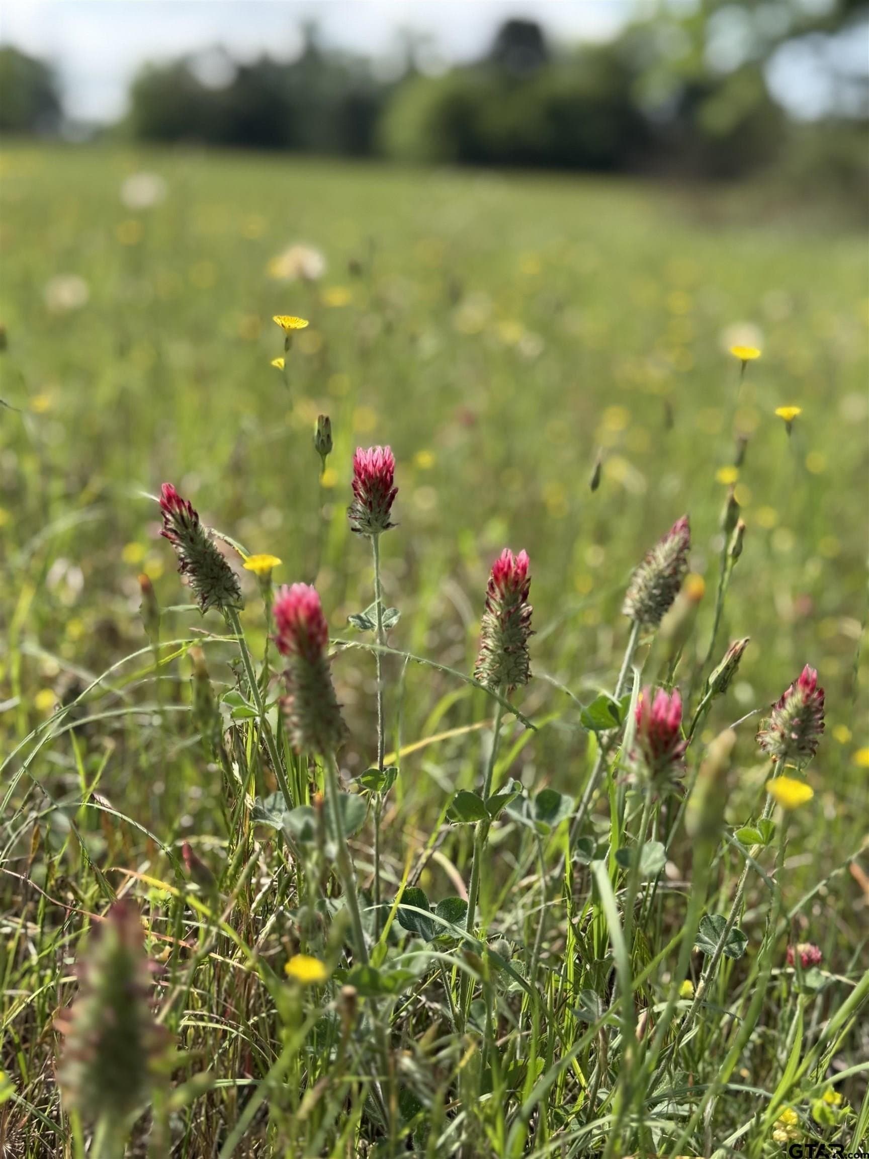 9 acres in Smith County featured view