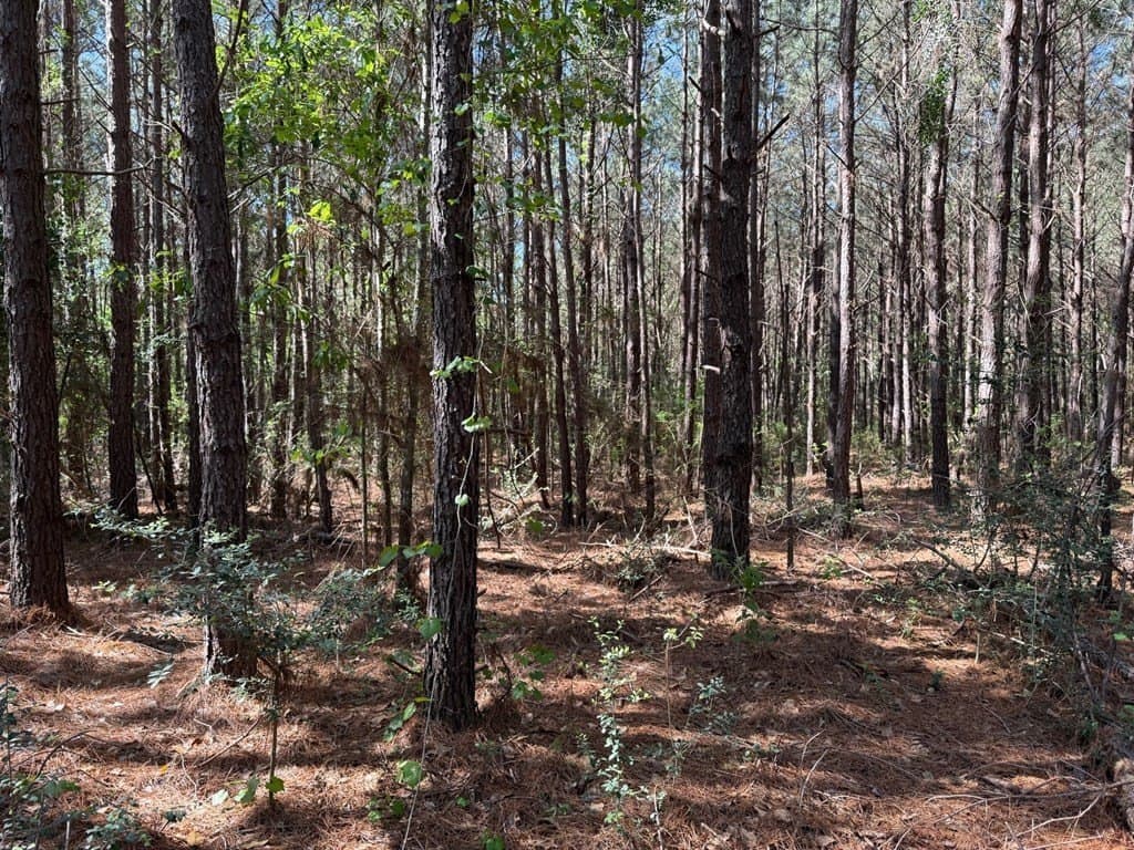 12.16 acres in Texas County - photo 6