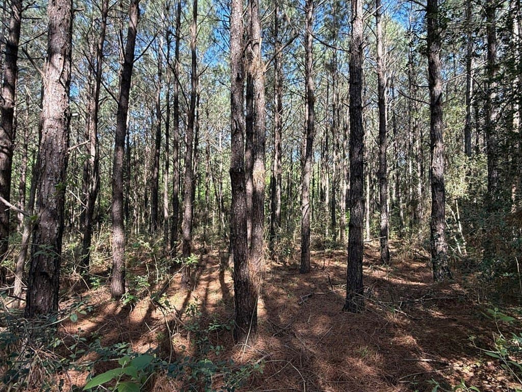 12.16 acres in Texas County - photo 3