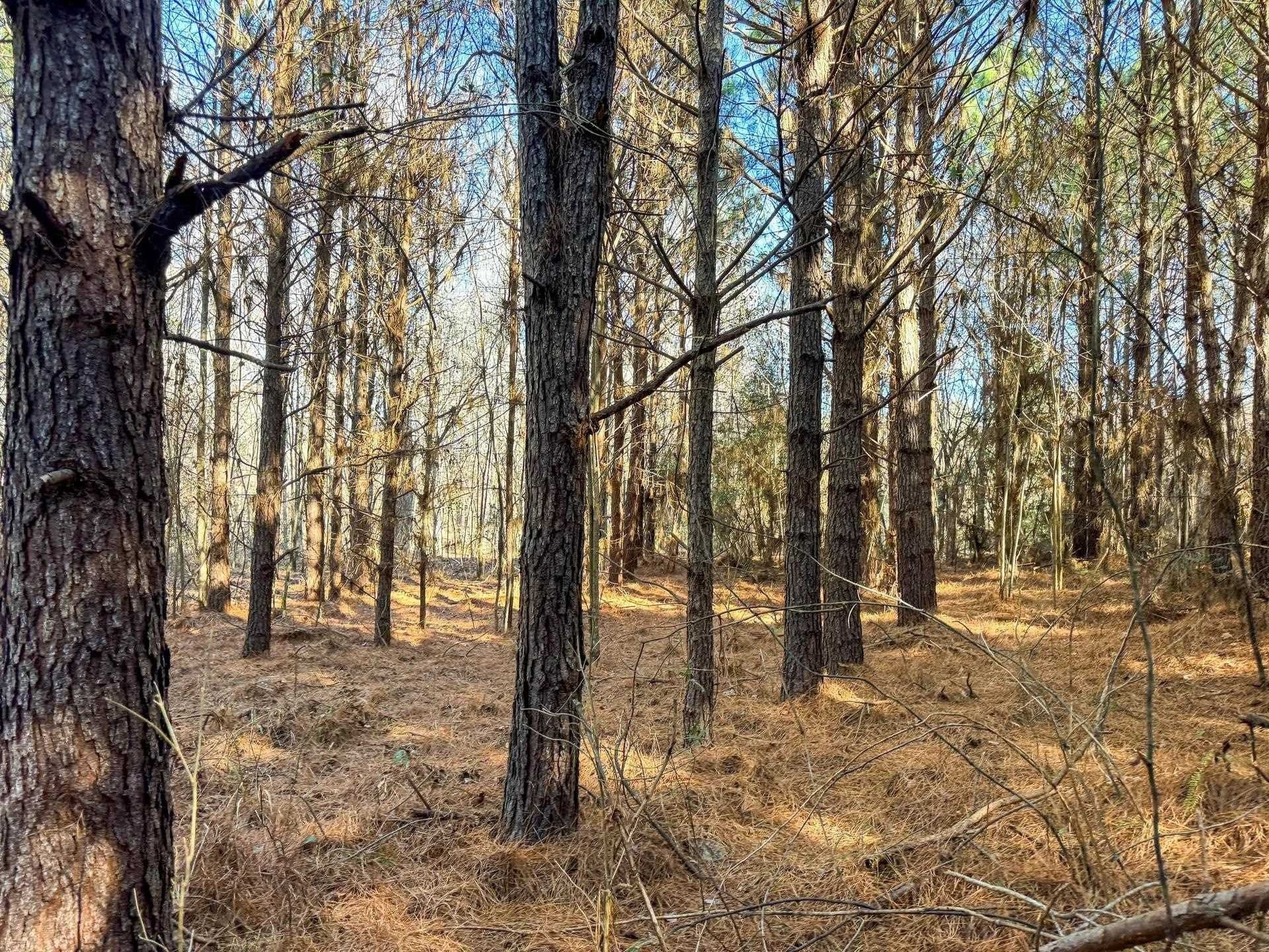 209.66 acres in Cass County - photo 22