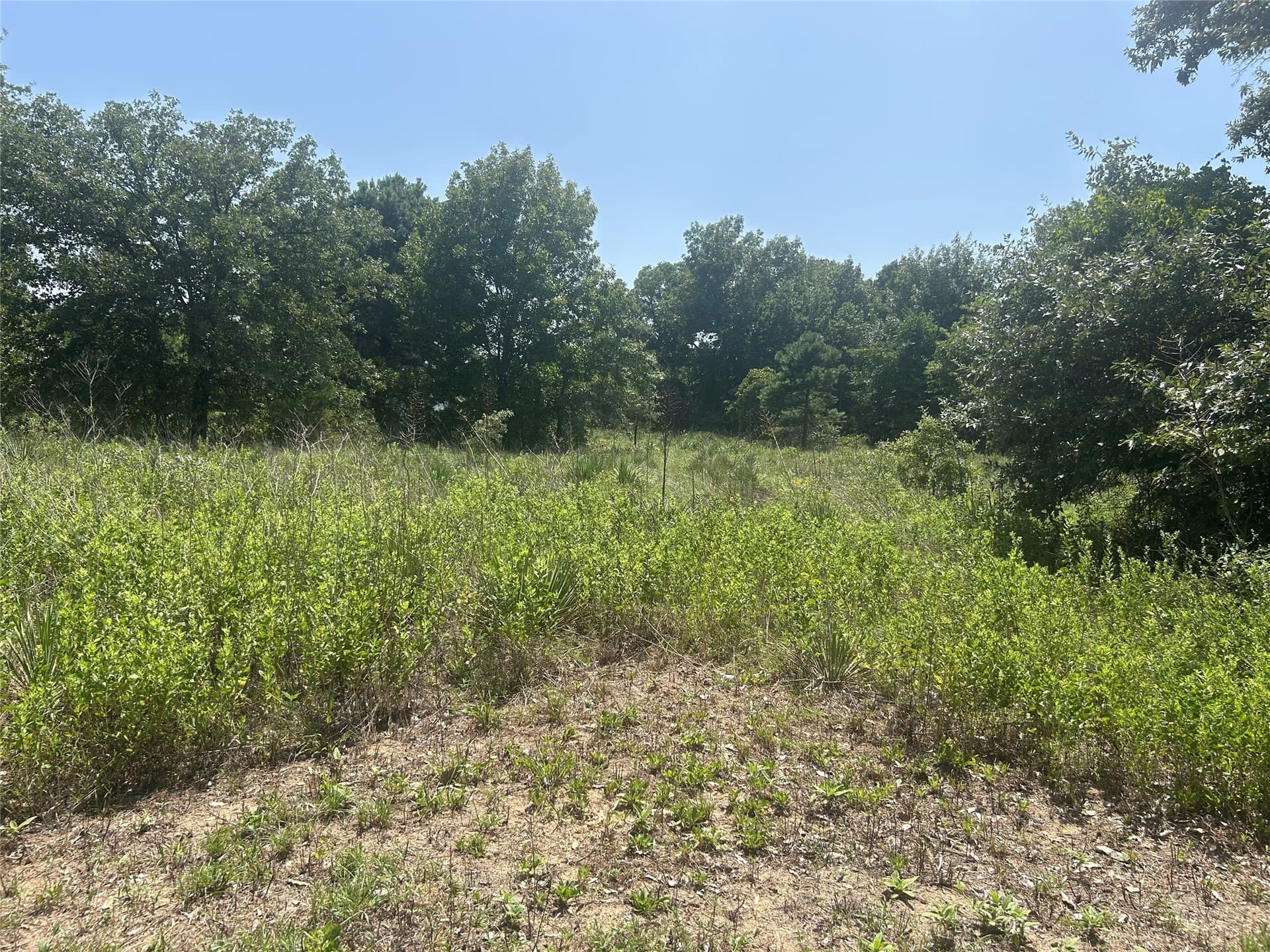 5 acres in Wood County gallery image 3