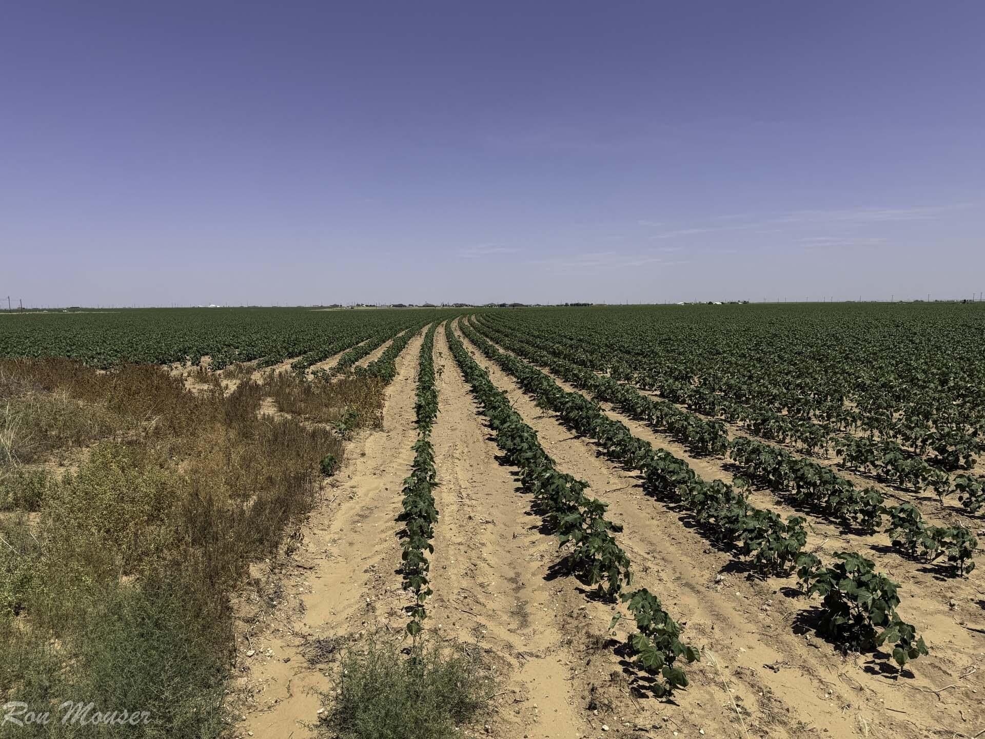 172 acres in Lynn County - photo 5