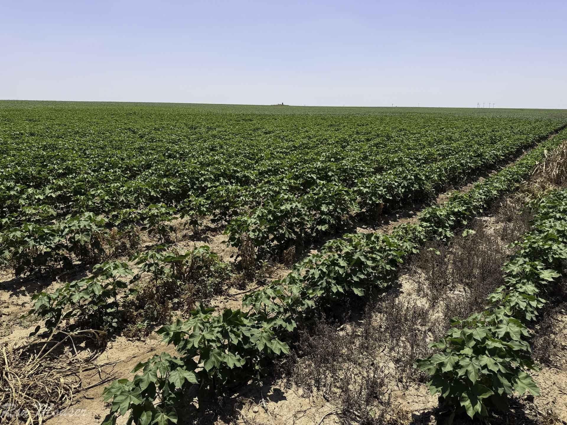 172 acres in Lynn County - photo 3