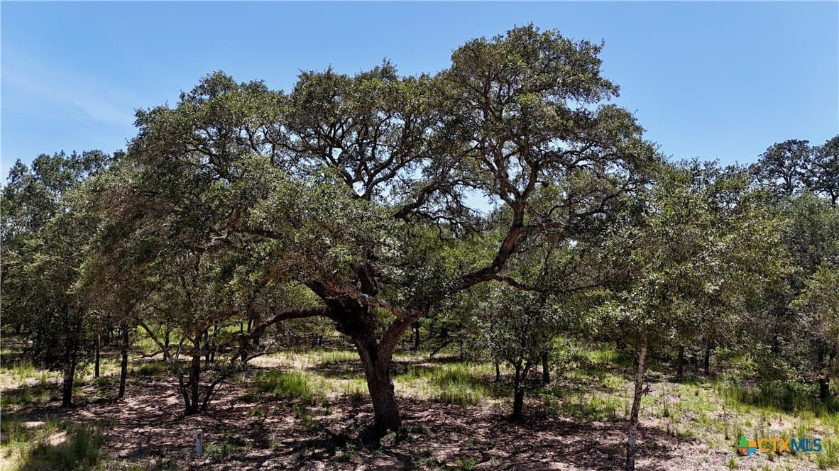 11.08 acres in Lavaca County gallery image 3