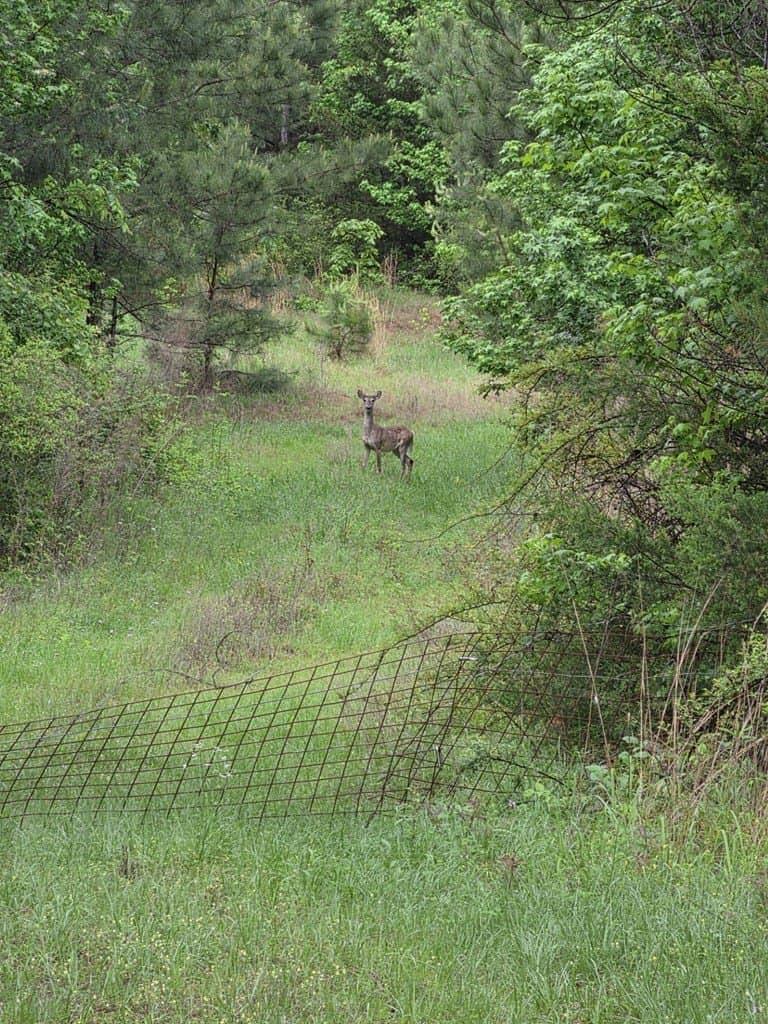 16.54 acres in Texas County gallery image 2