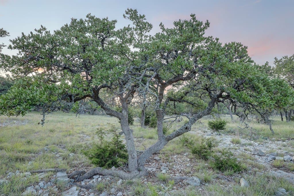 21.29 acres in Kerr County - photo 16