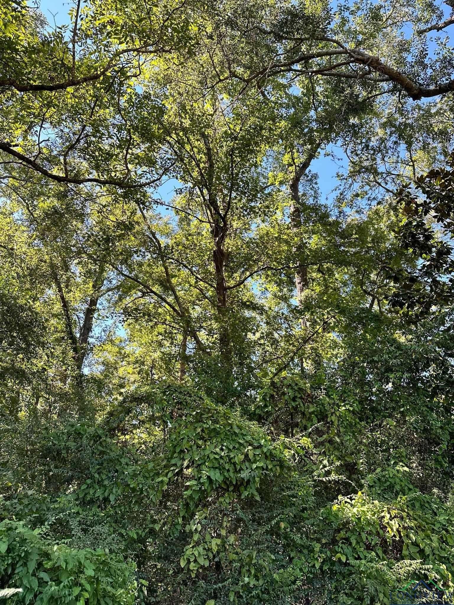 0 acres in Marion County gallery image 3