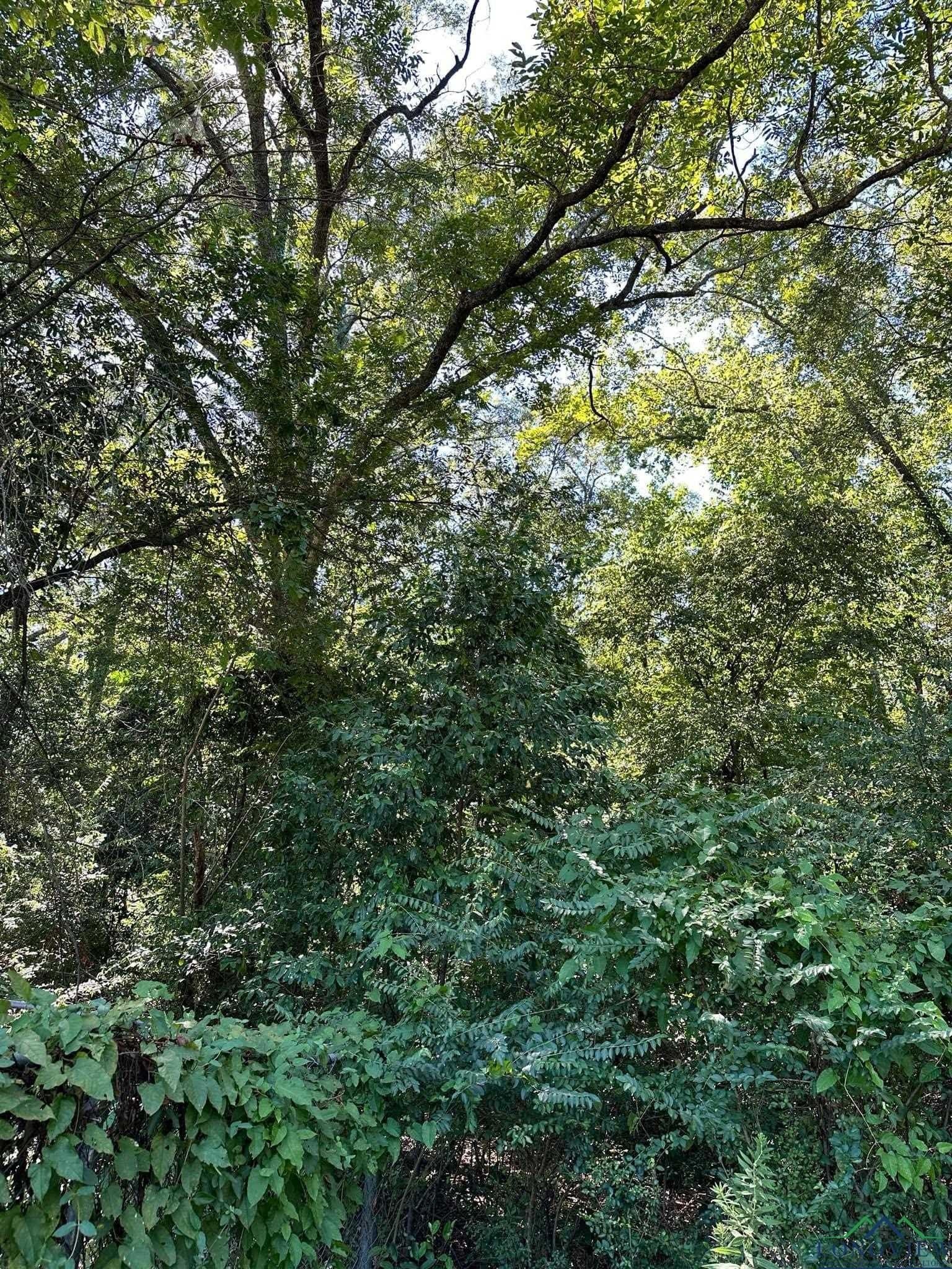 0 acres in Marion County gallery image 2