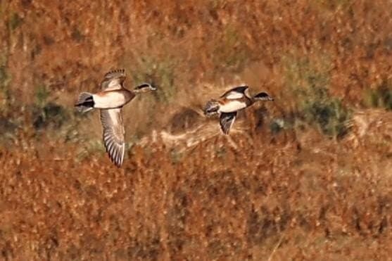 1,042 acres in Concho County gallery image 4