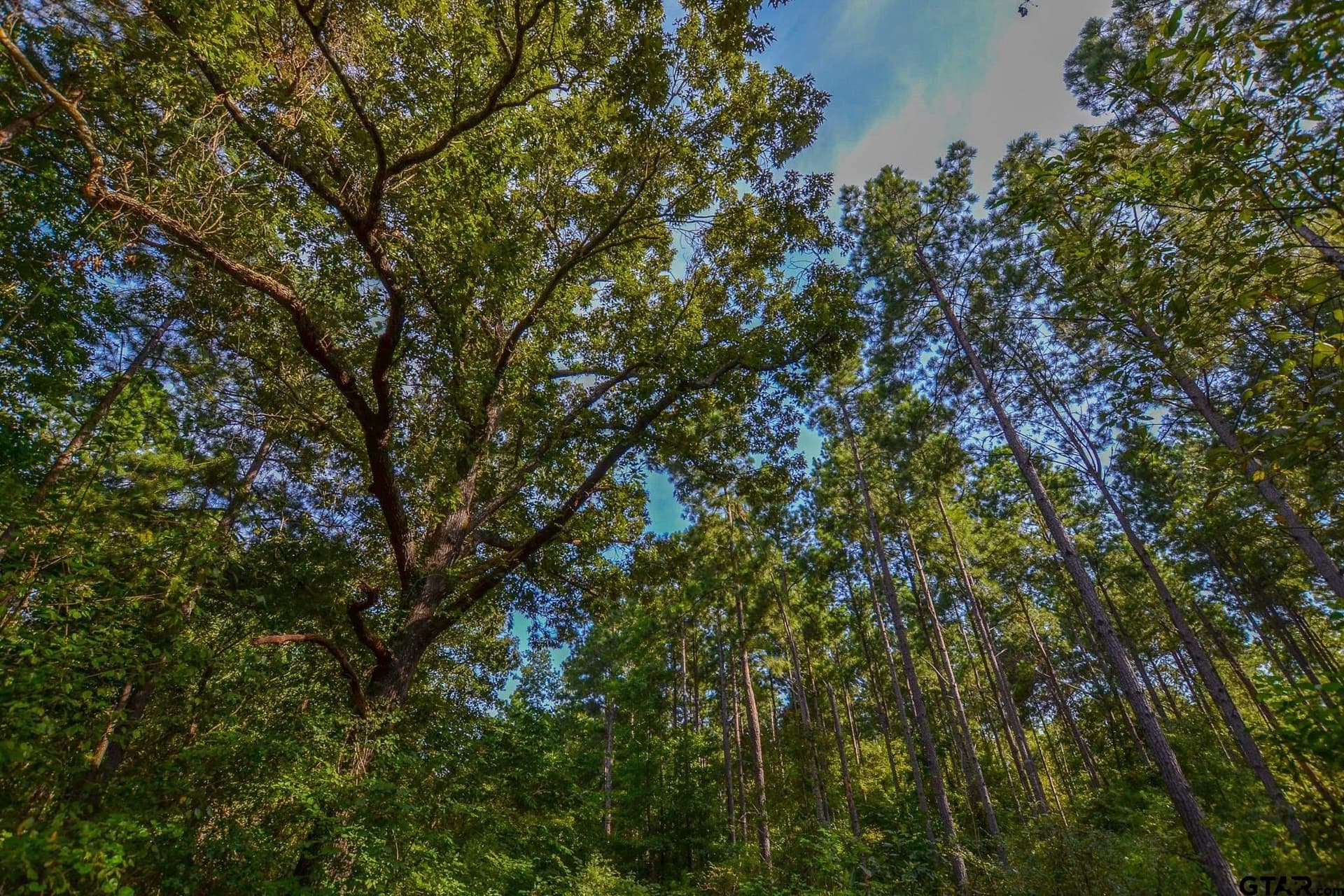 30 acres in Henderson County - photo 6