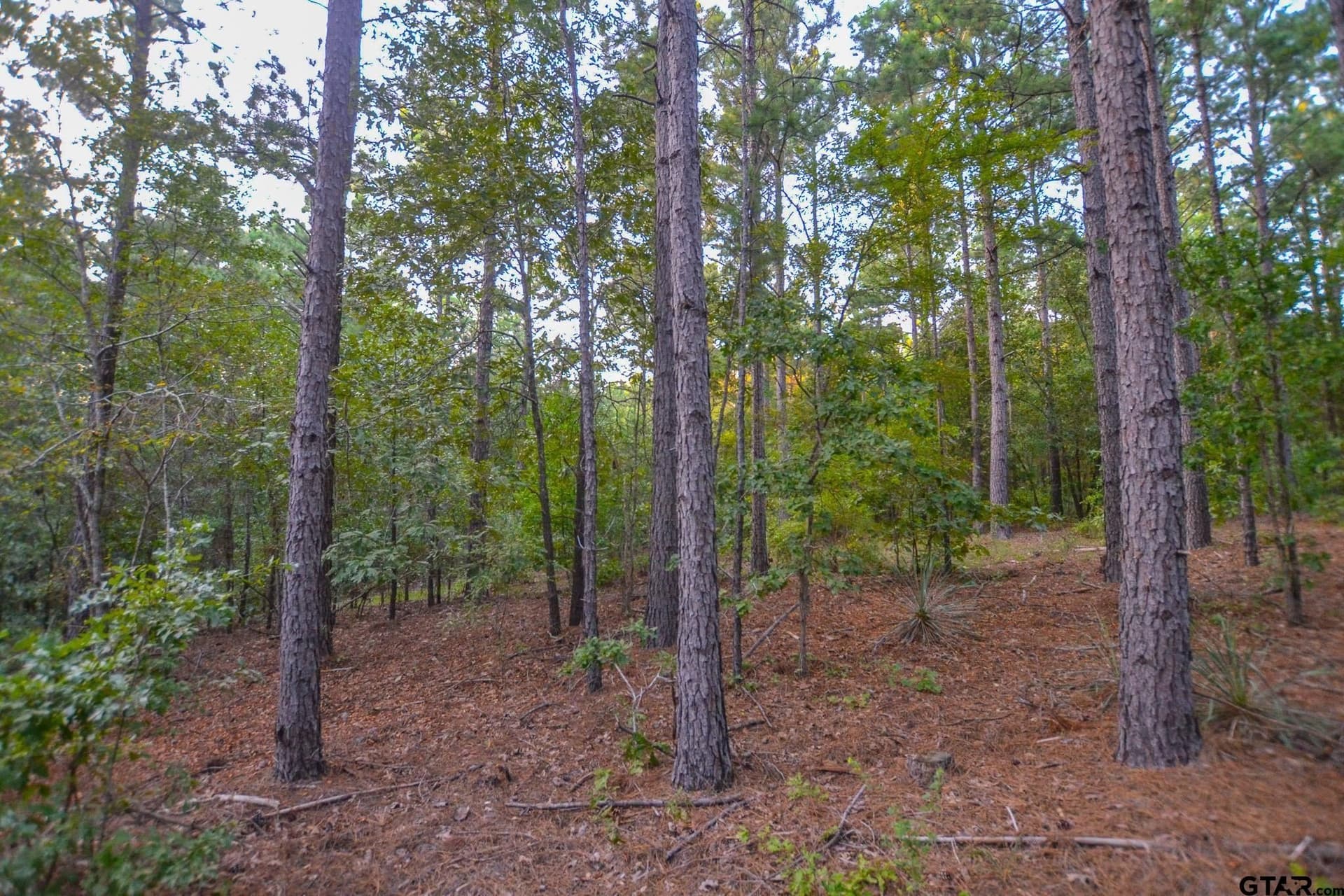 30 acres in Henderson County - photo 10