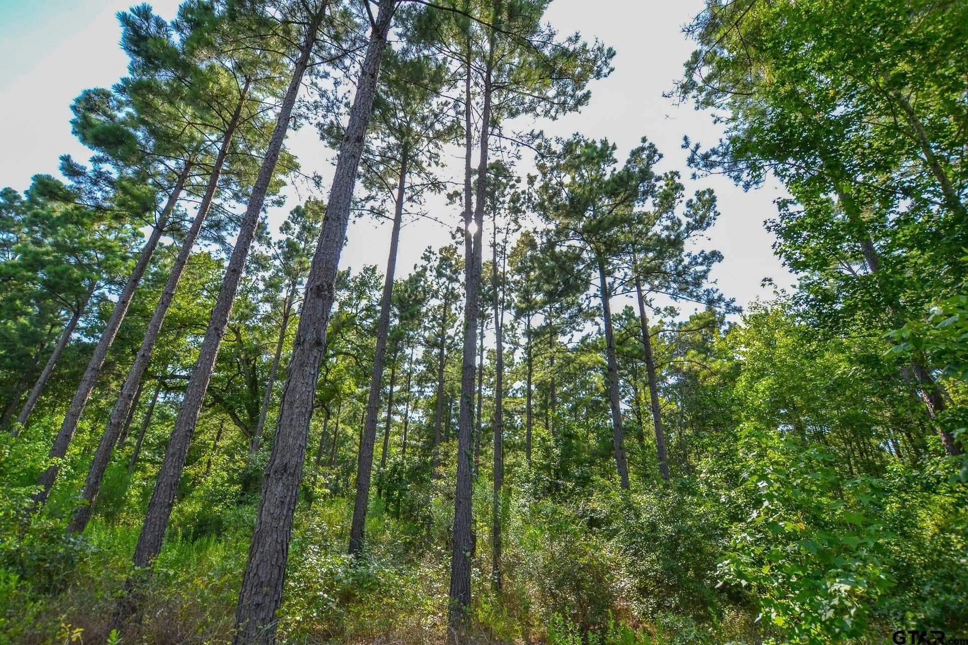 30 acres in Henderson County - photo 4
