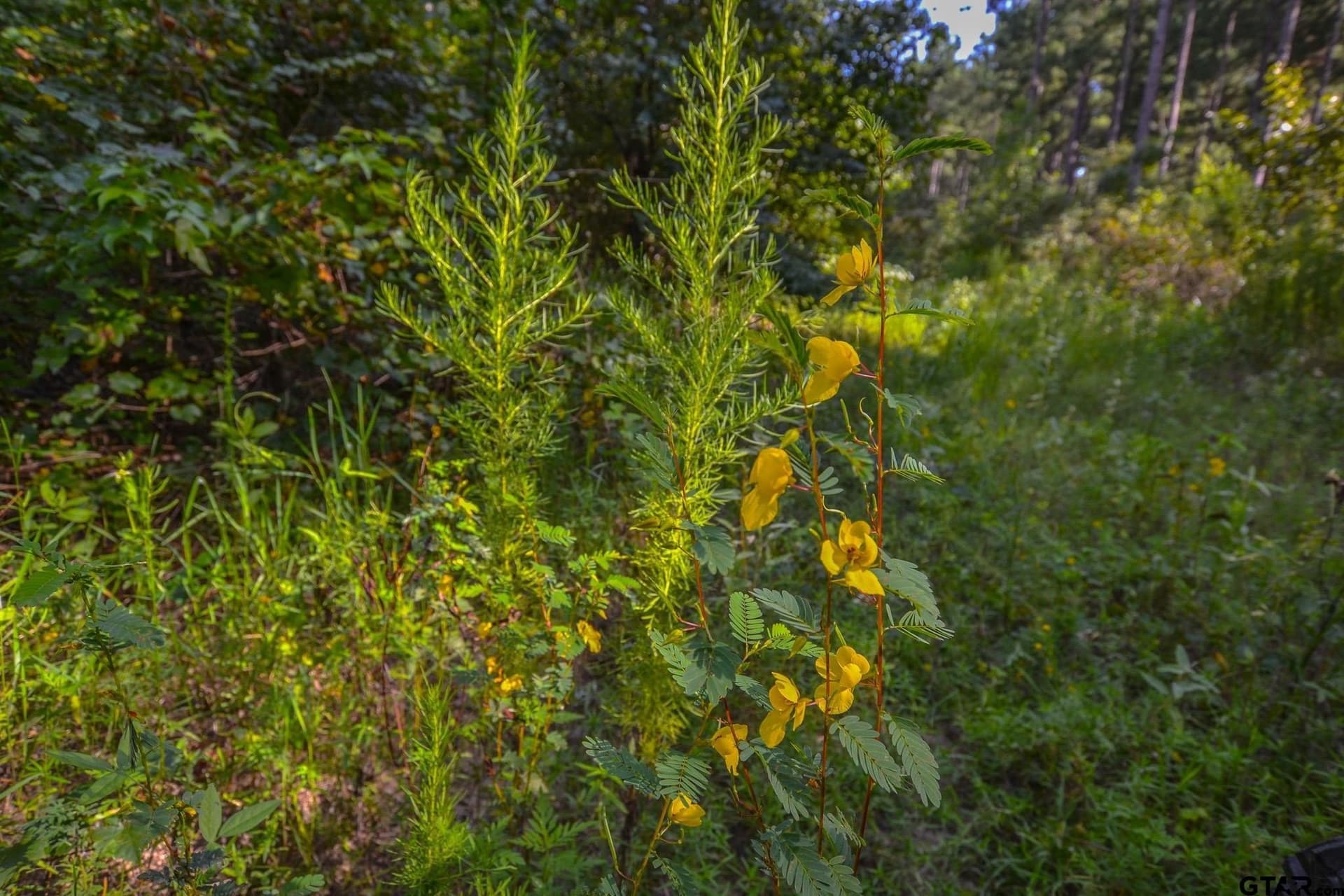30 acres in Henderson County - photo 5