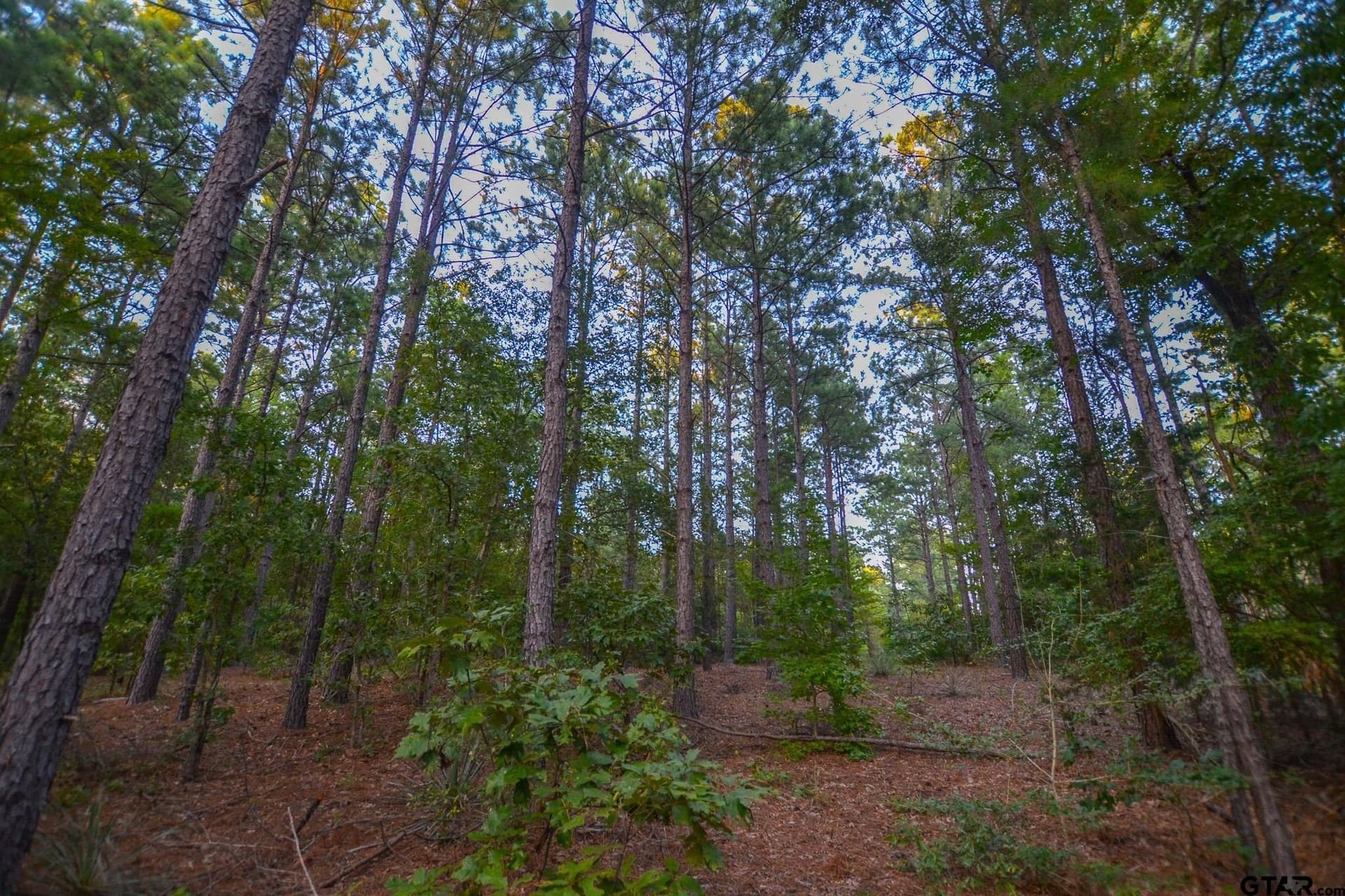 30 acres in Henderson County - photo 9
