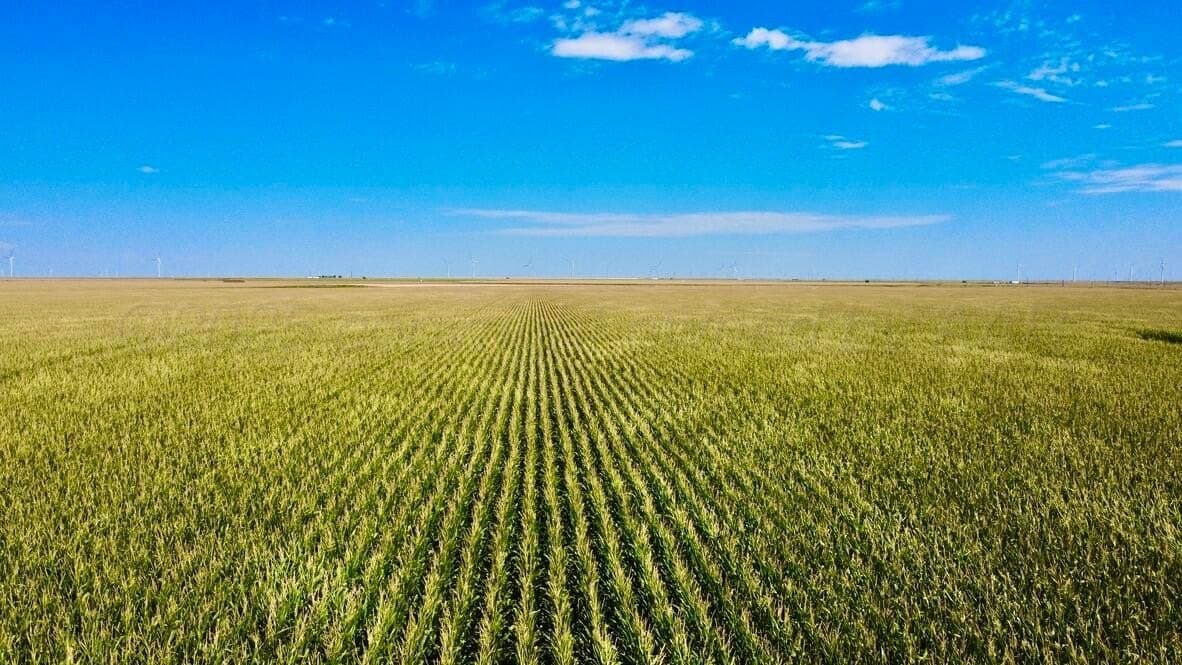 1,253 acres in Hansford County gallery image 3