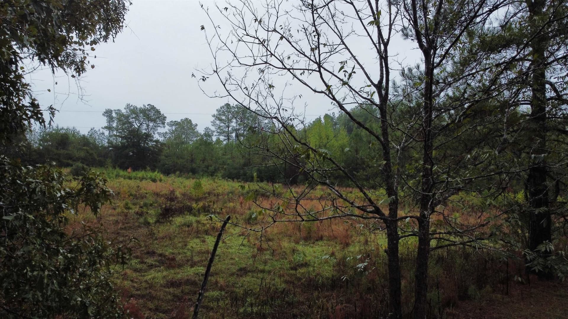 20 acres in Texas County gallery image 4