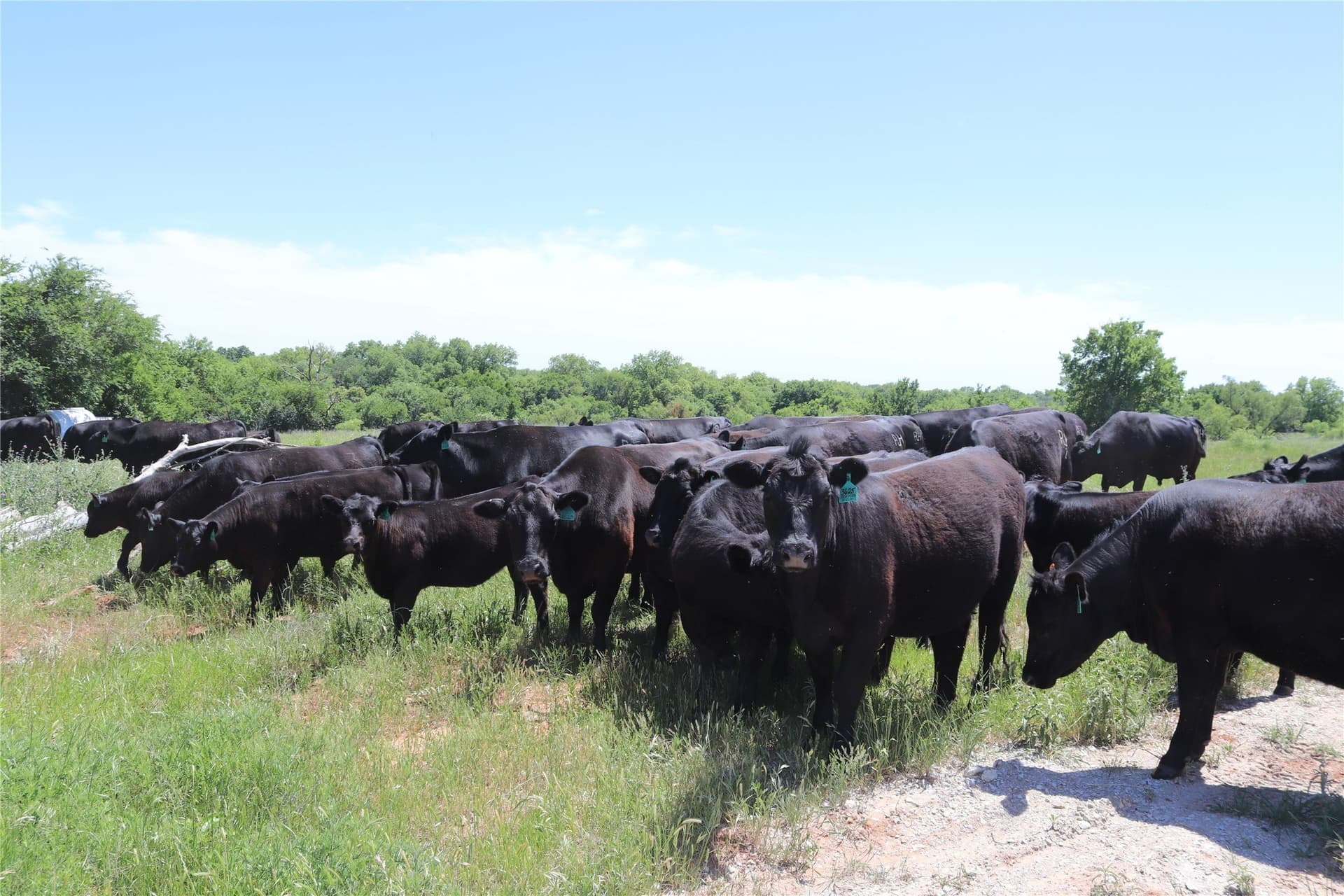 192 acres in Clay County - photo 8