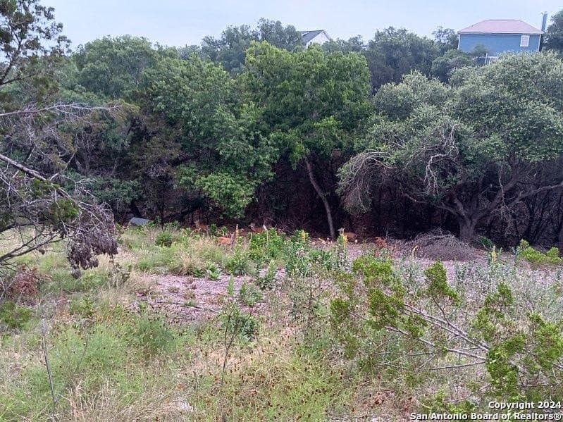 0.46 acres in Comal County gallery image 2