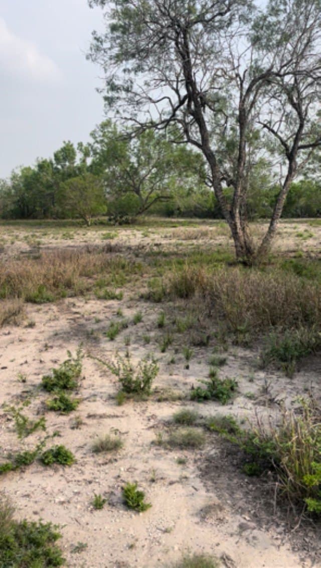 10.76 acres in Live Oak County gallery image 4