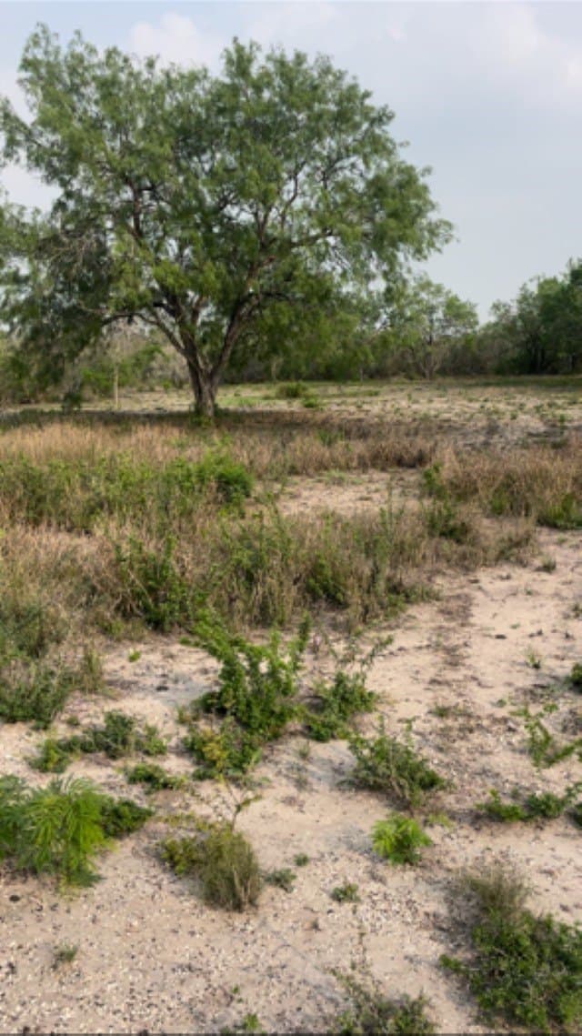 10.76 acres in Live Oak County gallery image 3