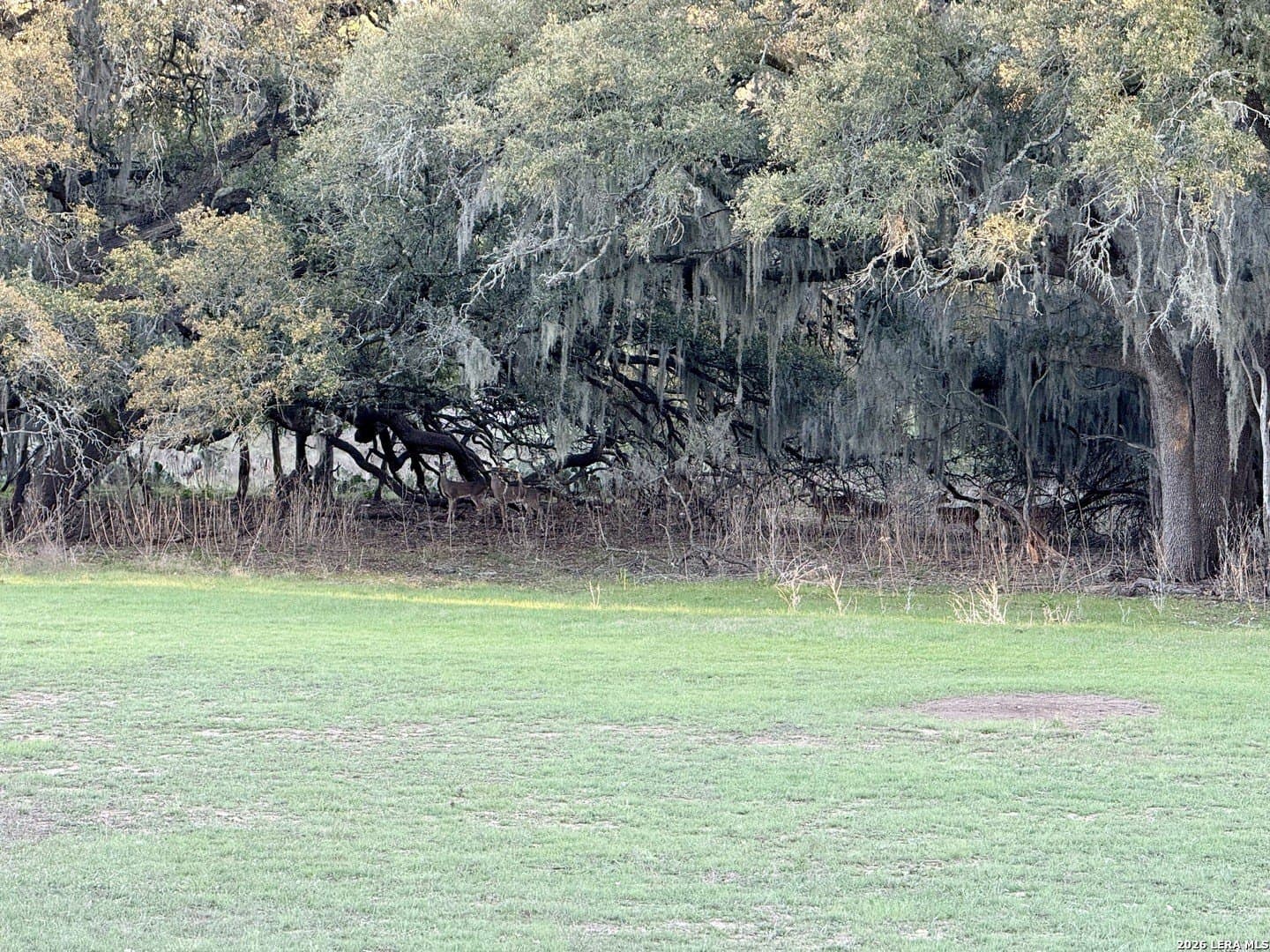 2.46 acres in Comal County gallery image 3