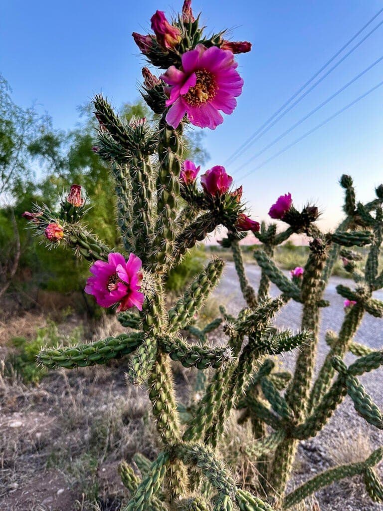 644 acres in Pecos County - photo 14