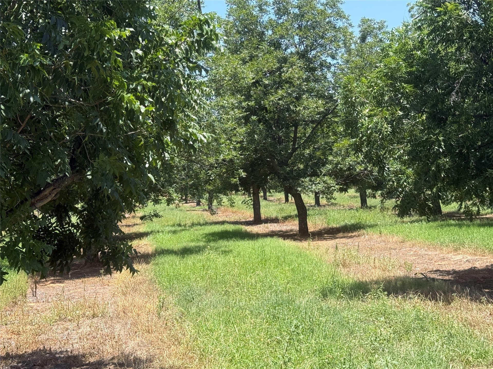 81.7 acres in Comanche County - photo 13