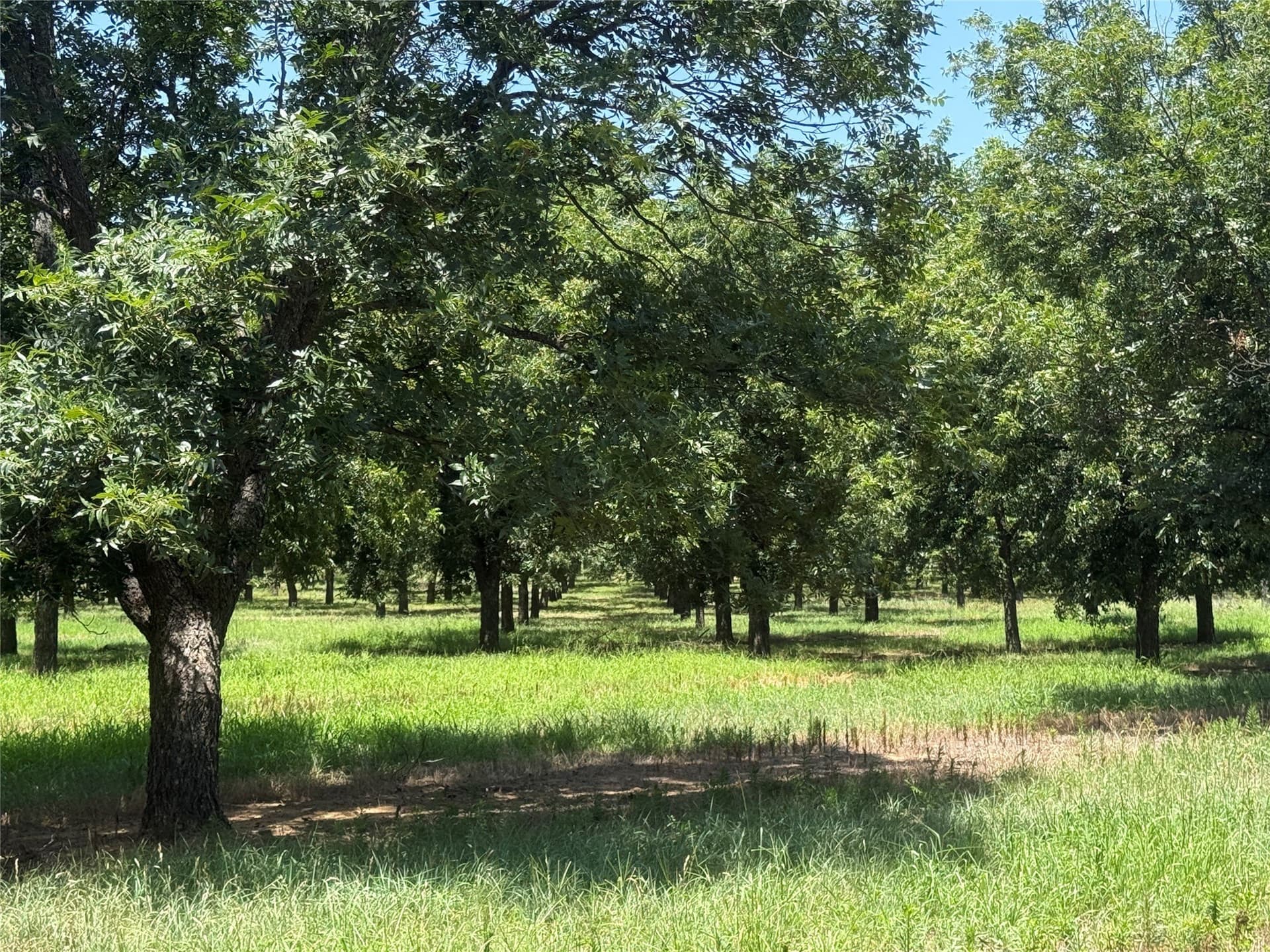 81.7 acres in Comanche County - photo 11
