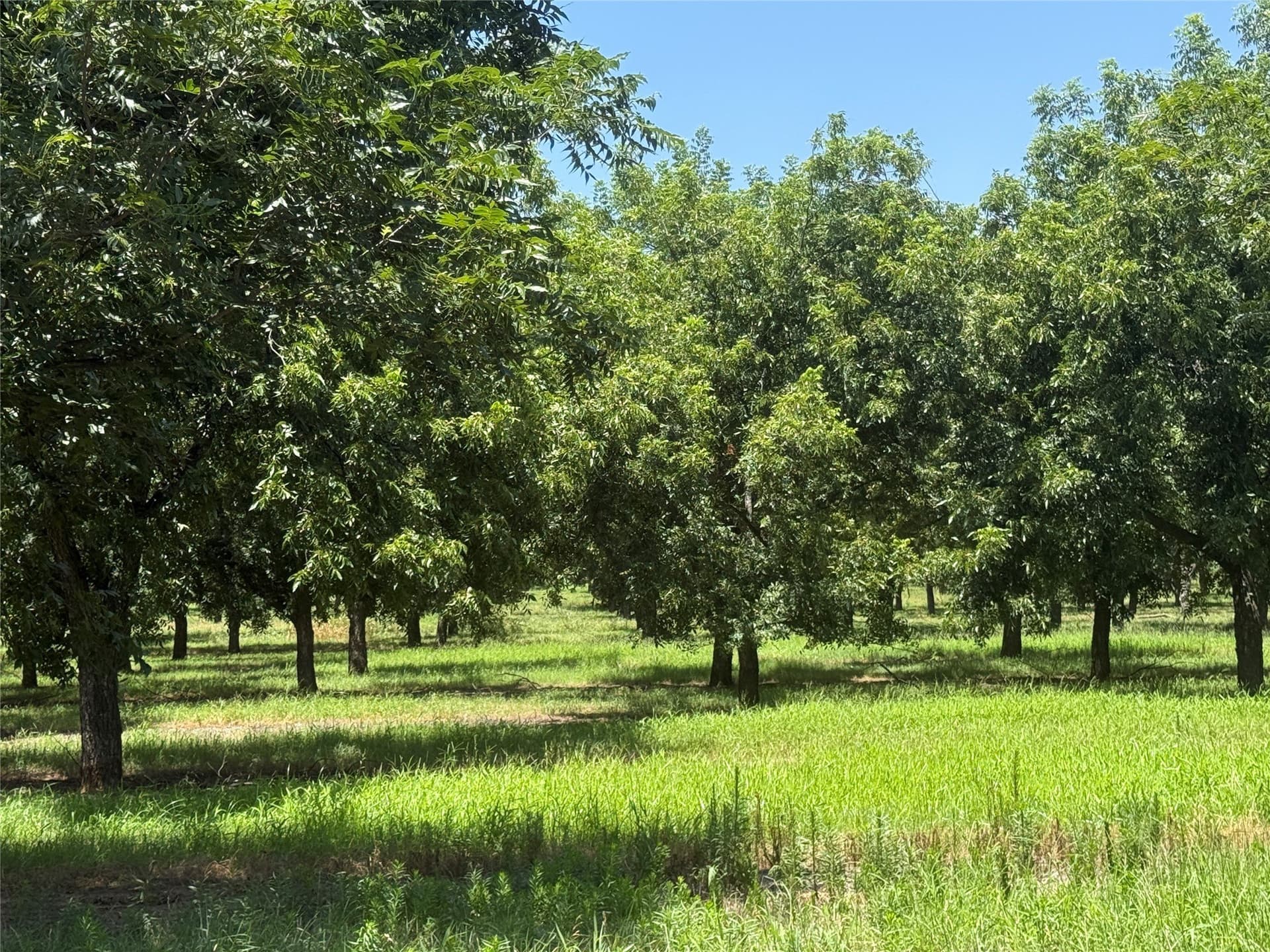 81.7 acres in Comanche County - photo 10