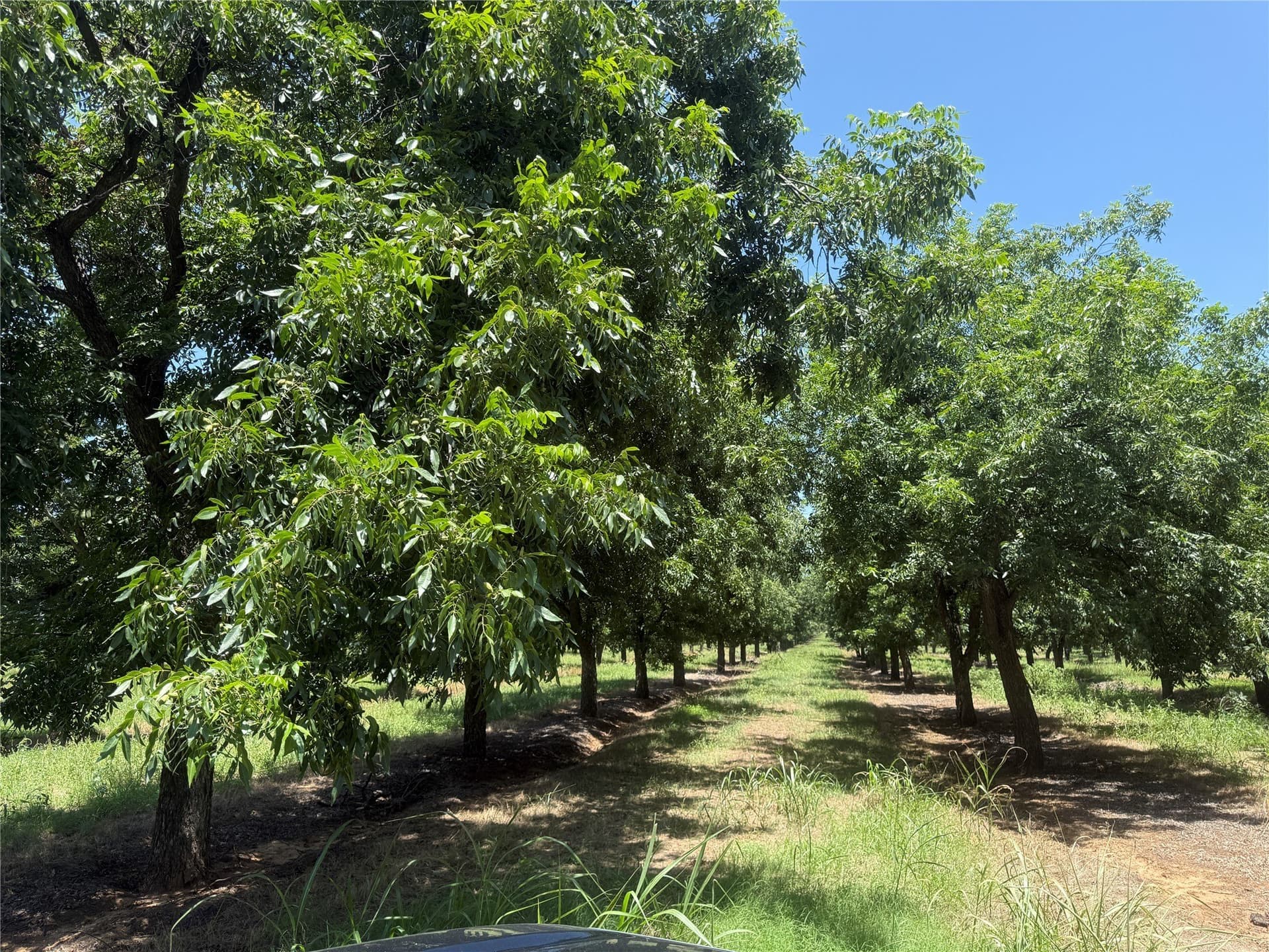 81.7 acres in Comanche County - photo 12