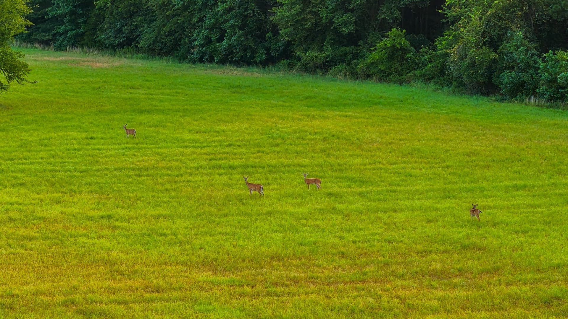 189 acres in Hopkins County - photo 17