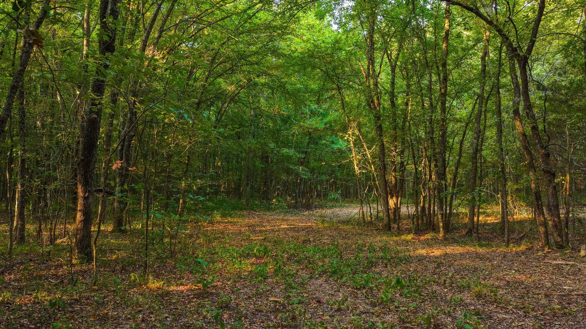 189 acres in Hopkins County - photo 30