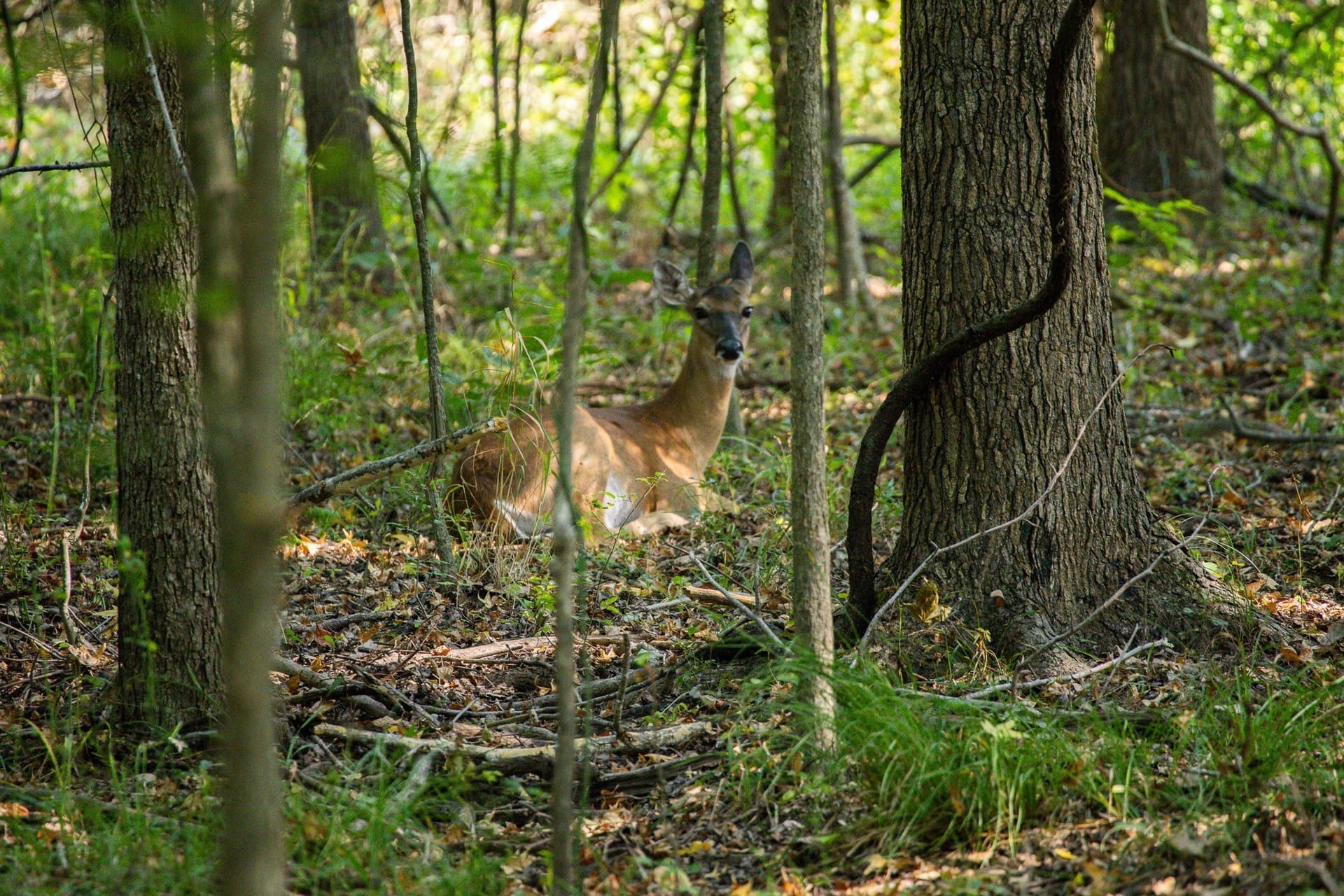 189 acres in Hopkins County - photo 3