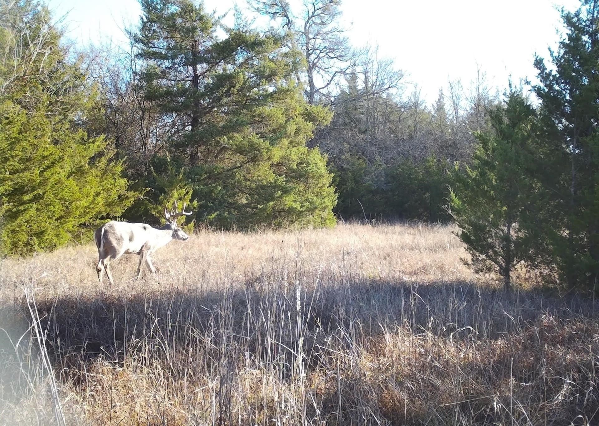 56.27 acres in Lamar County gallery image 4