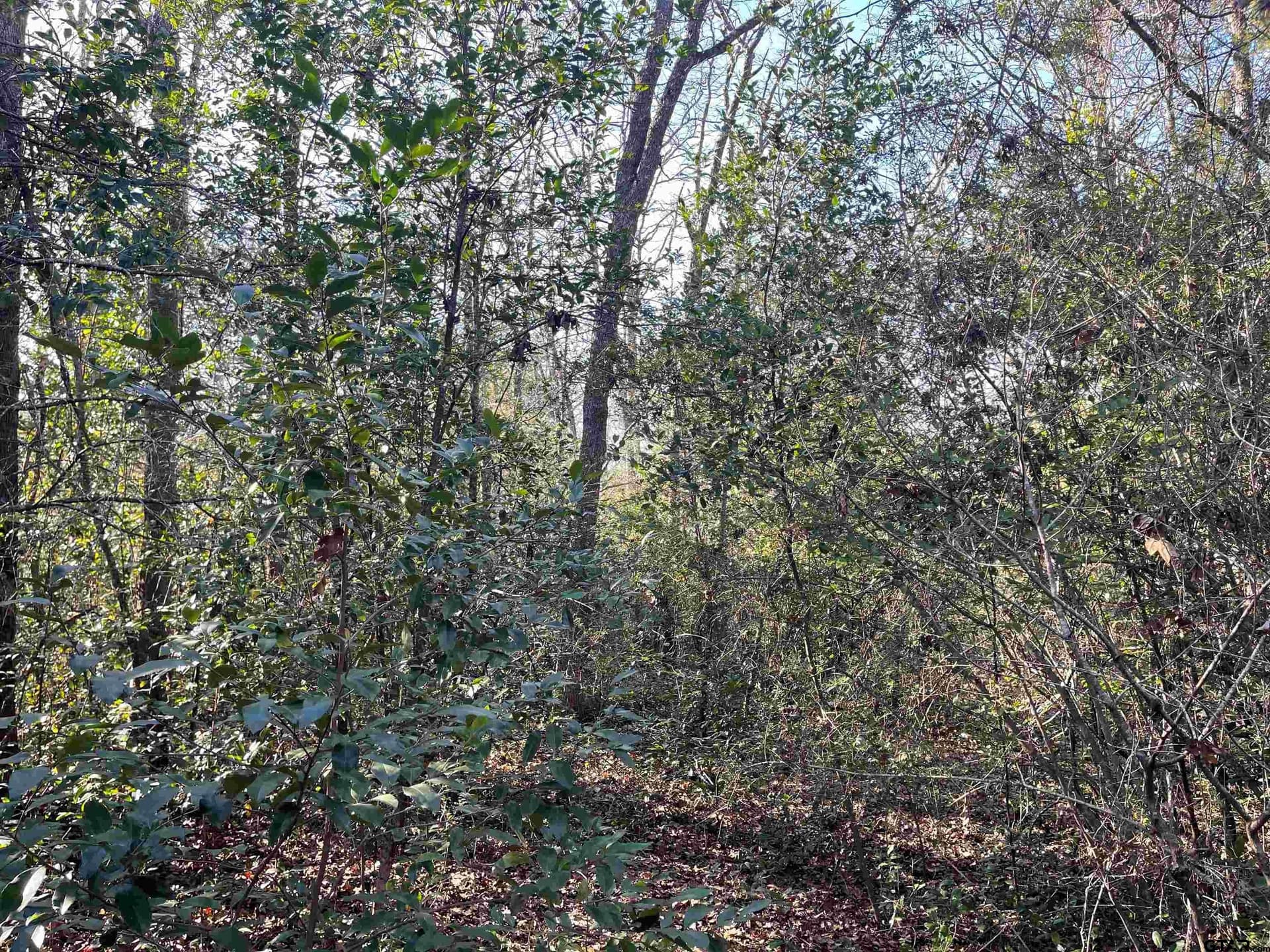 0.16 acres in Wood County gallery image 2