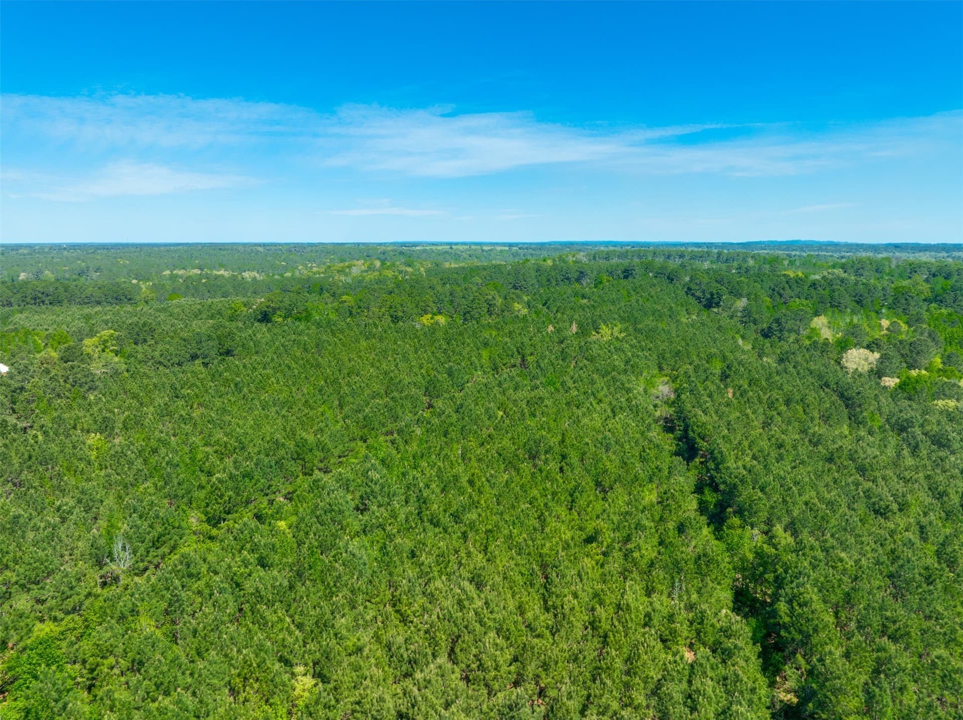 41.06 acres in Anderson County gallery image 4