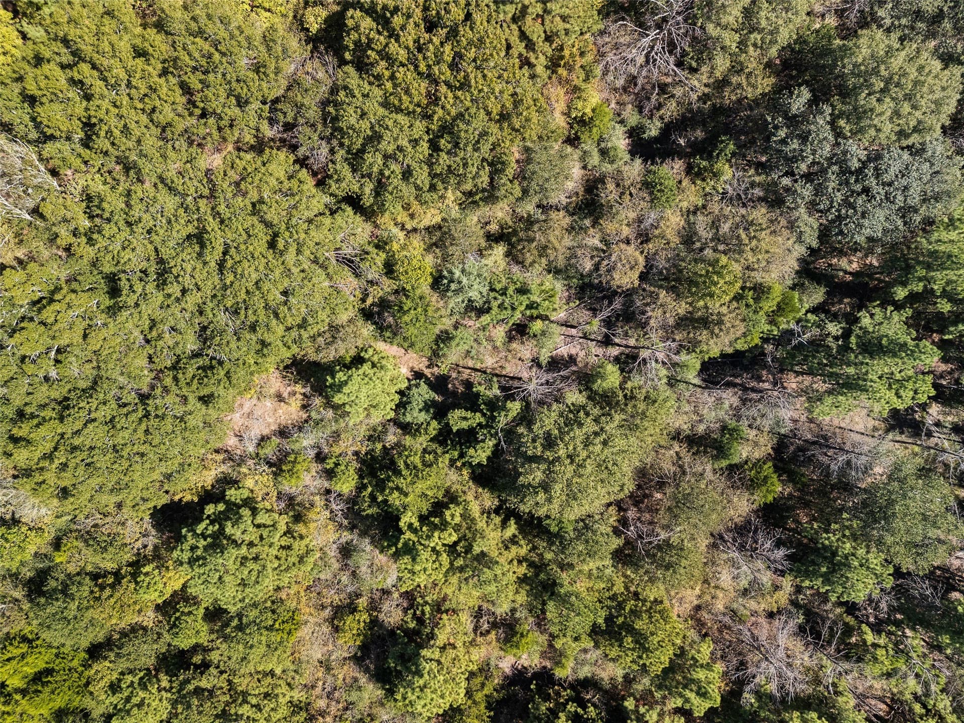 51.54 acres in Anderson County - photo 14