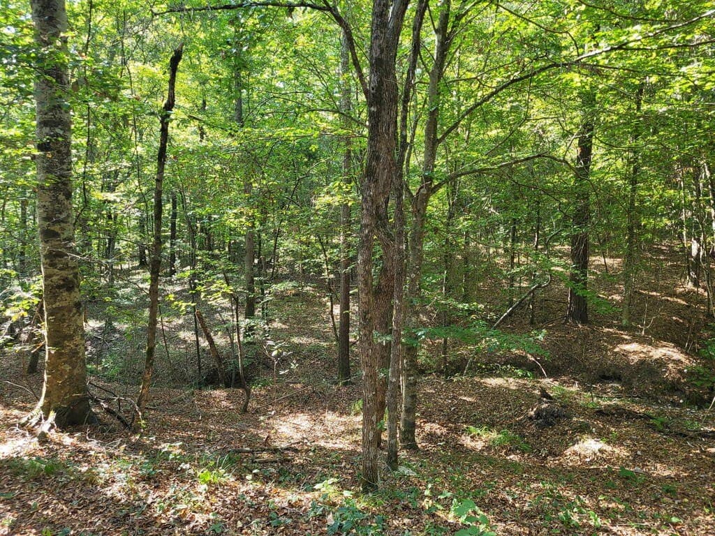 98.26 acres in Texas County - photo 5