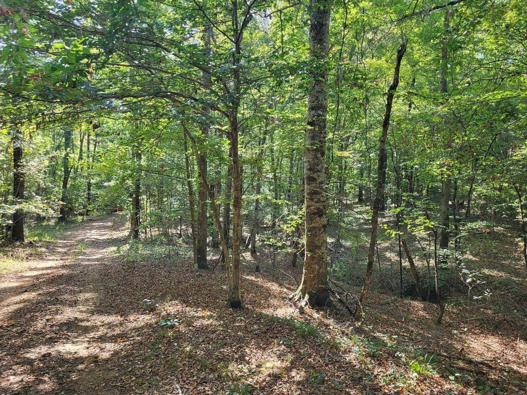 98.26 acres in Texas County - photo 6
