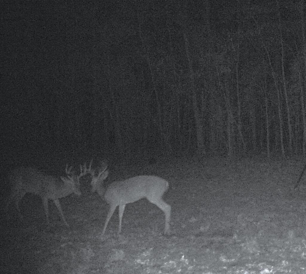 98.26 acres in Texas County - photo 24