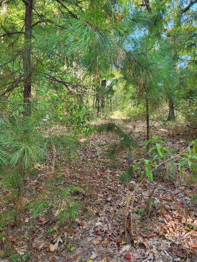 98.26 acres in Texas County - photo 3