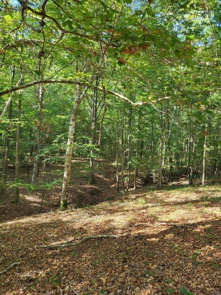 98.26 acres in Texas County