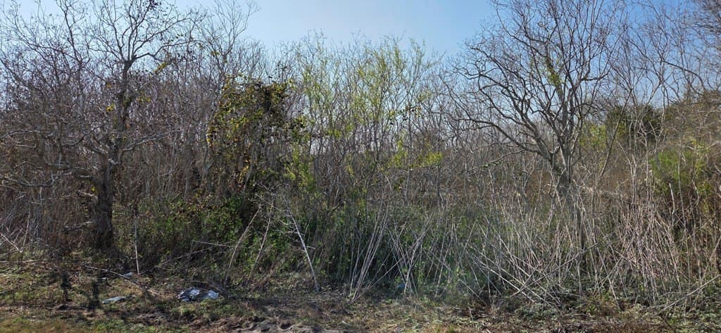 0 acres in Texas County gallery image 4