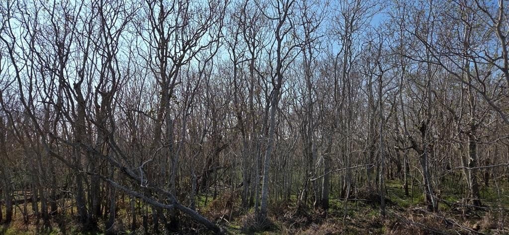 0 acres in Texas County