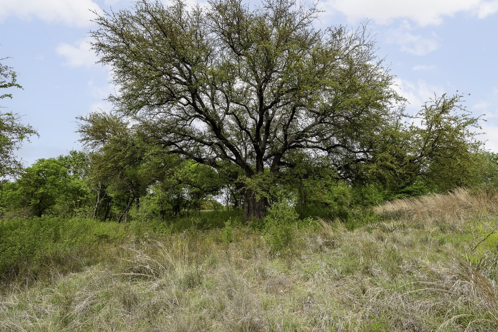 5.4 acres in Erath County gallery image 4