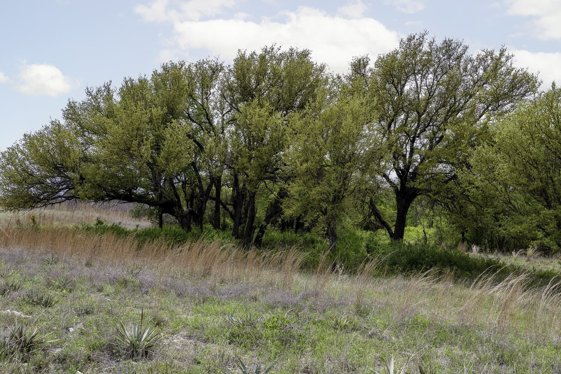 5.4 acres in Erath County - photo 8