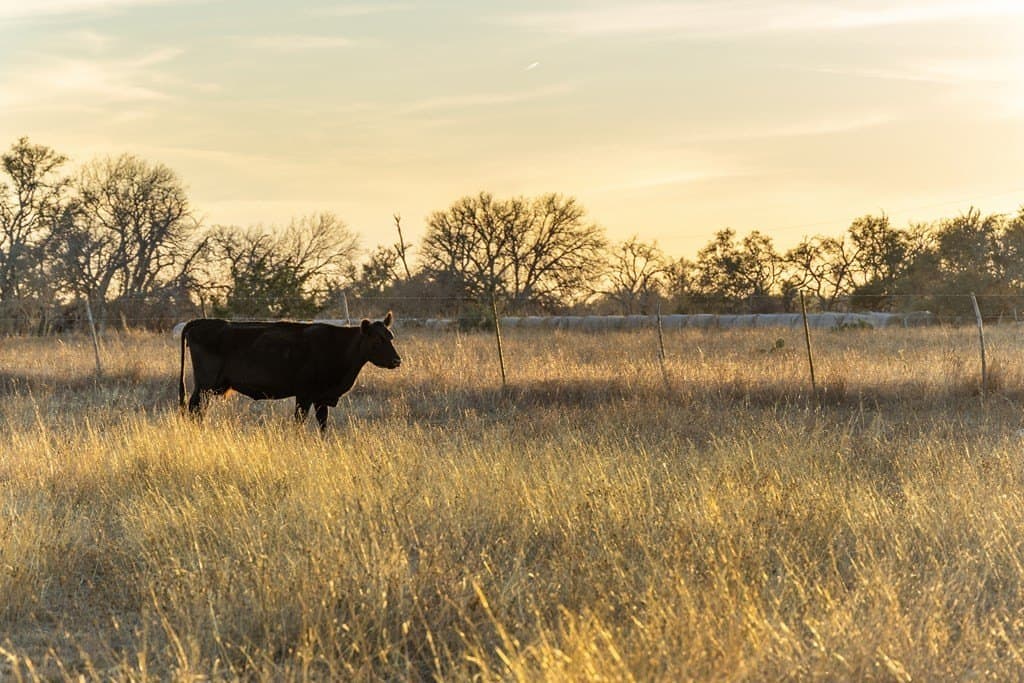 10 acres in Gillespie County featured view